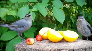 Catbird feeds fledgling delicious cherry 🍒 [upl. by Ellehcyar763]