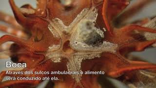 Biologia de Crinoidea [upl. by Howland195]