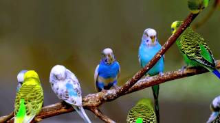 Budgie Sounds 10 Hours [upl. by Marjorie]