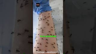 Why Scientist Bitten By Mosquitoes [upl. by Alekehs825]