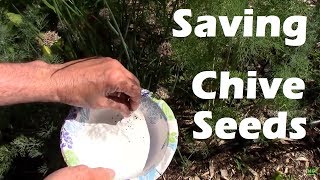 Saving Chive Seeds The Easy Way I Do It Right in Your Garden [upl. by Renado]