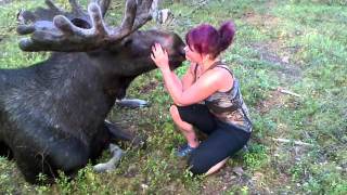 AnnSofie med skogens konung som njuter AnnSophie with King of the Forest moose who enjoy [upl. by Leidgam]