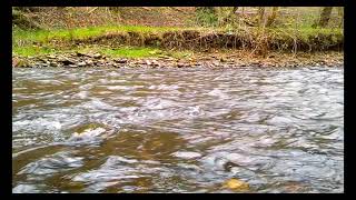 Geräusche des Baches Vögel singen im Wald Meditation Weißes Rauschen zum Schlafen ASMR [upl. by Sadowski]