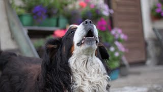 Are Bernese Mountain Dogs Good in Obedience Training [upl. by Evans]