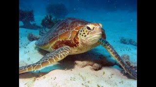 Great Barrier Reef er verdens største koralrevsystem det har en bred vifte af livet [upl. by Vocaay858]