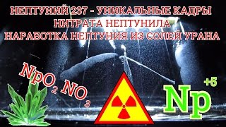 НЕПТУНИЙ 237  НАРАБОТКА НЕПТУНИЯ ИЗ СОЛЕЙ УРАНА РАДИОАКТИВНЫЙ РАСПАД НИТРАТА НЕПТУНИЛА [upl. by Hartzke]