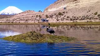 Parque Nacional Lauca y Reserva Nacional Las Vicuñas Chile 4K [upl. by Zoellick]