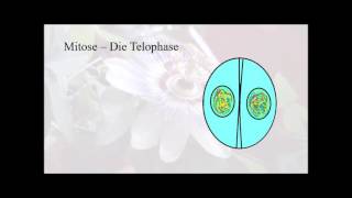 Entstehung des TurnerSyndroms Genetik und Zellteilung [upl. by Grous]