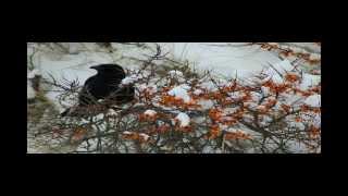 Schneespaziergang über die Insel JUIST im Januar 2014 [upl. by Telocin]