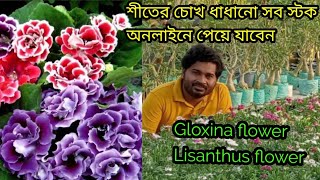 শীতের সব নতুন স্টক আপডেট পর্ব। গ্ল‍্যাকসোনিয়া নন্দিনীর ভালো চারা পাবেwinterfloweringplant [upl. by Haneen]