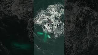 Beluga Whales The Oceans Whistleblowers [upl. by Nnairak]