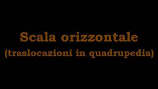 Scala orizzontale traslocazioni in quadrupedia [upl. by Saretta]