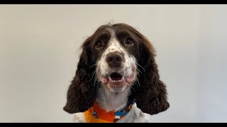 Springer Spaniel Full Groom  Dog Grooming [upl. by Northington]