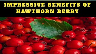 Hawthorn Berry  A Natural Remedy for a Strong and Healthy Heart [upl. by Ayita]