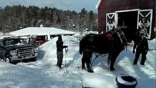 Draft Horses Iceman amp Mario pull the Ford 350 truck out of the snow up hill [upl. by Mohn]