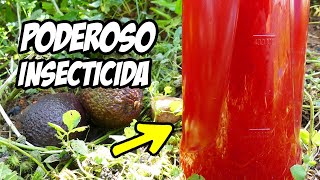 ¡El Mejor INSECTICIDA CASERO que Existe Combate Tus Plagas Con HUESO de 🥑  La Huerta de Ivan [upl. by Leicam]