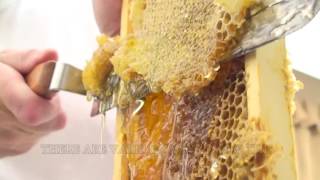 How To Extract Honey From A Bee Hive Beginners Guide [upl. by Magdalena]