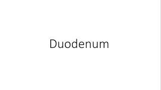 Duodenum  Anatomy [upl. by Keg922]