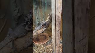 New Frilled Dragon enclosure with custom background reptiles diy lizard dragon [upl. by Nauqram406]