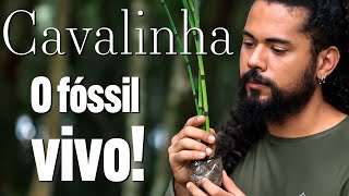 A cavalinha  o fóssil vivo  Guia da Floresta [upl. by Yert]