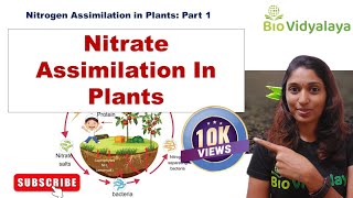 Nitrogen Metabolism  Nitrate Assimilation in Plants  Plant Physiology  CSIR NET  GATE [upl. by Izmar956]