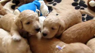 Very Noisy Goldendoodle Puppies [upl. by Dorree]