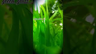 green grass  mere neno se nena dil  dil ⚡ shortsongtrending audioree Aadesh lodhi vlog [upl. by Brownson]