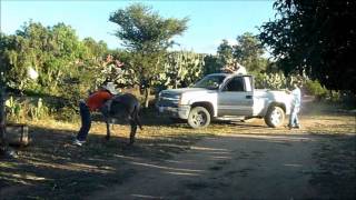 MONTADO EN MI BURRO [upl. by Prent]