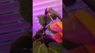 Pruning for the 1st time Little Fiddle Leaf Fig plantParent ficuslyrata [upl. by Stickney]