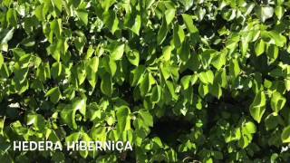 Hedera hibernica Garden Center online Costa Brava  Girona [upl. by Ahtikal]