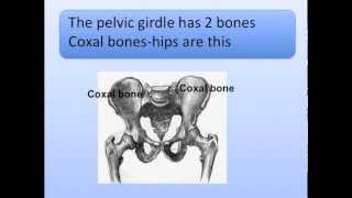 Pectoral and Pelvic Girdles Song Shoulder and Hips [upl. by Findlay]