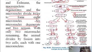 Autogamy Endomixis and Cytogamy in Paramecium [upl. by Reynold]