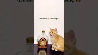 Clementine’s 🍊size vs Random food 🍫 babykittens orangecat fosterkitten lilmeow cutecats [upl. by Leidba239]