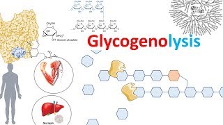 Glycogenolysis and its regulation [upl. by Vassar]