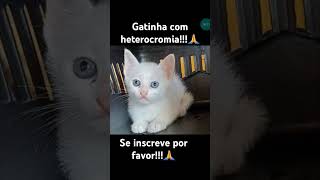 Gatinha albina com heterocromia Se inscreve por favor [upl. by Svirad932]