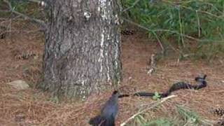 Cat Bird defends against Black Rat Snake [upl. by Kalikow]