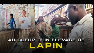 Documentaire exclusif sur lelevage des lapins  plus de 200 femelles reproductrices  Rabbit Farm [upl. by Saxon]