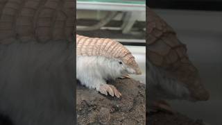 Smallest living Armadillo [upl. by Lekzehcey491]