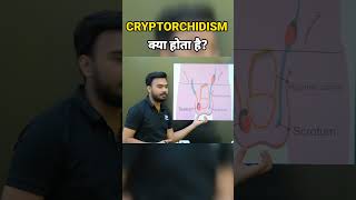 What Is Cryptorchidism  नपुंसकता कैसे होती है  shorts cryptorchidism biology xpclasses [upl. by Mastrianni939]