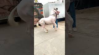 reels horse horesdance horselover youtube subscribe support reelsvideo viralshort video [upl. by York811]