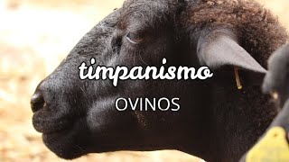 TIMPANISMO EN OVINOS CAUSAS MAS COMUNES REMEDIOS FACILES Y SENCILLOS [upl. by Ahsitel]