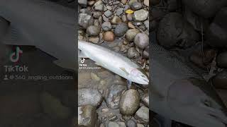 summer steelhead tributary pnw steelhead fishing [upl. by Marnie581]