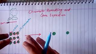 Chromatin remodeling Covalent Modification of Histone Protein by HAT part 1 urduhindi [upl. by Annitsirhc277]