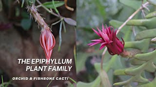 The Epiphyllum Plant Family  Fishbone Cactus amp Orchid Cacti [upl. by Lundell]