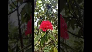 Buddha point footpath to Changangkha travel bhutan buddhapointlove peace [upl. by Hezekiah]