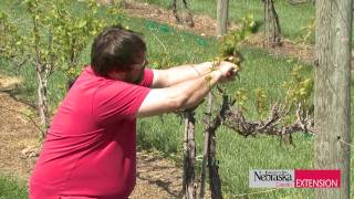 Pruning Grapevines [upl. by Falk]