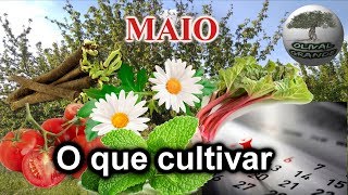 Saiba o que cultivar na sua horta em MAIO [upl. by Esinehc]