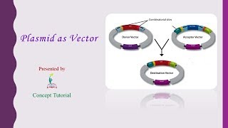 Plasmid as Vector  Biotechnology Principles amp Processes Part 4  Biology Class 12  Hindi [upl. by Edyak]