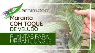 Maranta com TOQUE DE VELUDO  Calathea eximia [upl. by Llien]