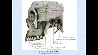 Anatomy of temporal and infratemporal fossae [upl. by Ieso427]